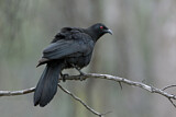 Image. White-winged Chough
