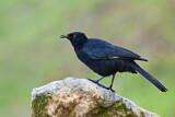 Image. White-winged Chough
