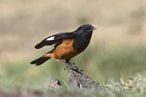 Image. White-winged Cliff Chat