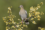 Image. White-winged Dove