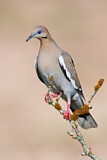 Image. White-winged Dove