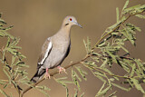 Image. White-winged Dove