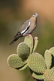 Image. White-winged Dove
