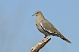 Image. White-winged Dove
