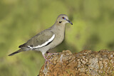 Image. White-winged Dove