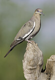 Image. White-winged Dove