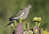 Image. White-winged Dove
