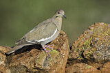Image. White-winged Dove