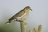 Image. White-winged Dove