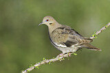 Image. White-winged Dove