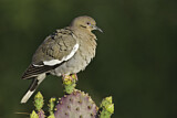 Image. White-winged Dove