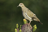 Image. White-winged Dove