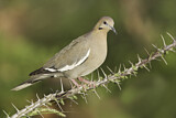 Image. White-winged Dove
