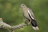 Image. White-winged Dove