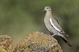 Image. White-winged Dove