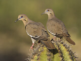 Image. White-winged Dove