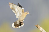 Image. White-winged Dove