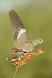 Image. White-winged Dove