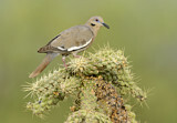 Image. White-winged Dove