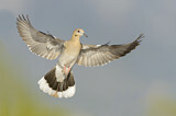 Image. White-winged Dove