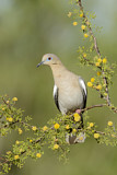 Image. White-winged Dove
