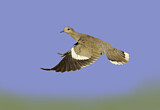 Image. White-winged Dove