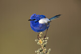 Image. White-winged Fairywren