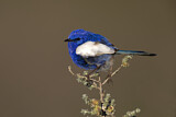 Image. White-winged Fairywren