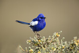 Image. White-winged Fairywren