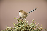 Image. White-winged Fairywren