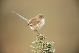 Image. White-winged Fairywren