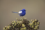 Image. White-winged Fairywren