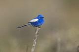 Image. White-winged Fairywren