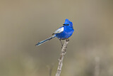Image. White-winged Fairywren