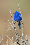 Image. White-winged Fairywren