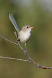 Image. White-winged Fairywren