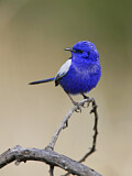 Image. White-winged Fairywren