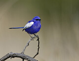 Image. White-winged Fairywren