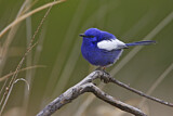 Image. White-winged Fairywren