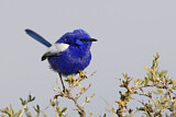 Image. White-winged Fairywren