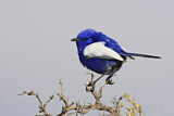 Image. White-winged Fairywren