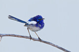 Image. White-winged Fairywren