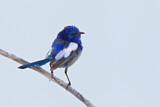 Image. White-winged Fairywren