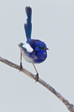 Image. White-winged Fairywren