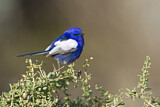 Image. White-winged Fairywren