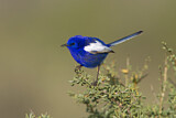 Image. White-winged Fairywren