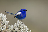 Image. White-winged Fairywren