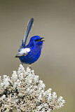 Image. White-winged Fairywren