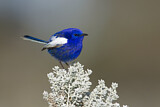 Image. White-winged Fairywren