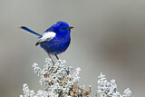 Image. White-winged Fairywren